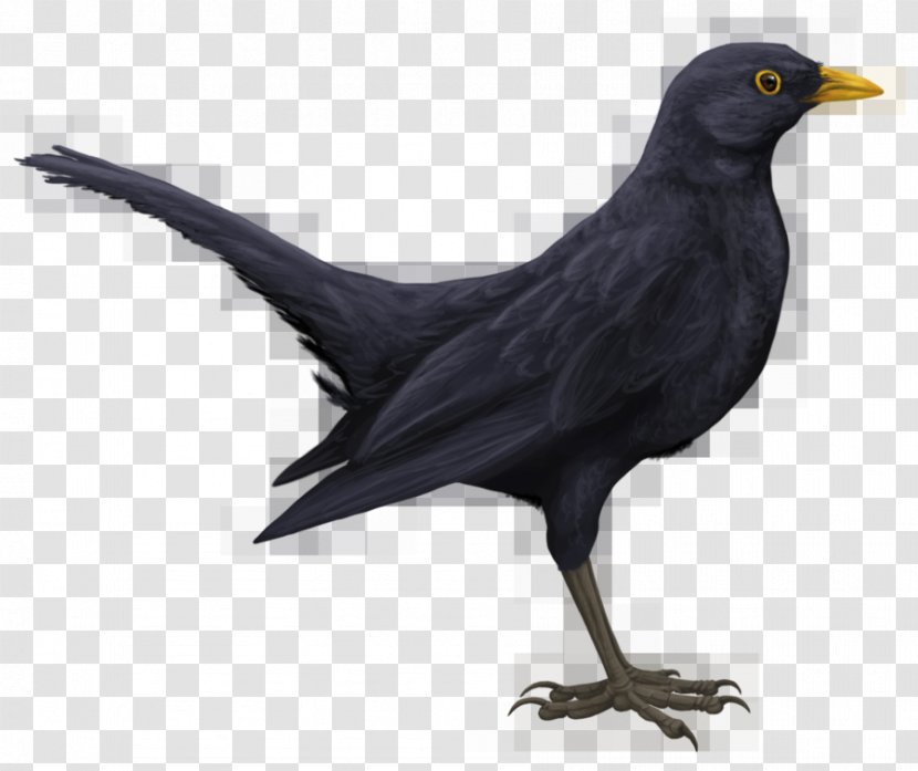Common Blackbird Drawing Art - Wing - Macaw Transparent PNG