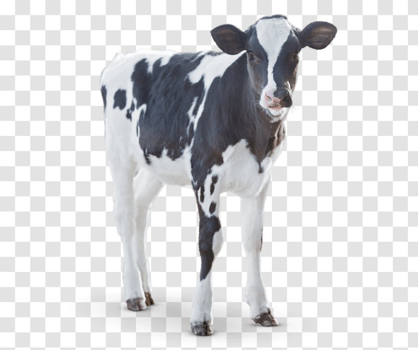 Calf Angus Cattle Milk Dairy - Lakes Transparent PNG