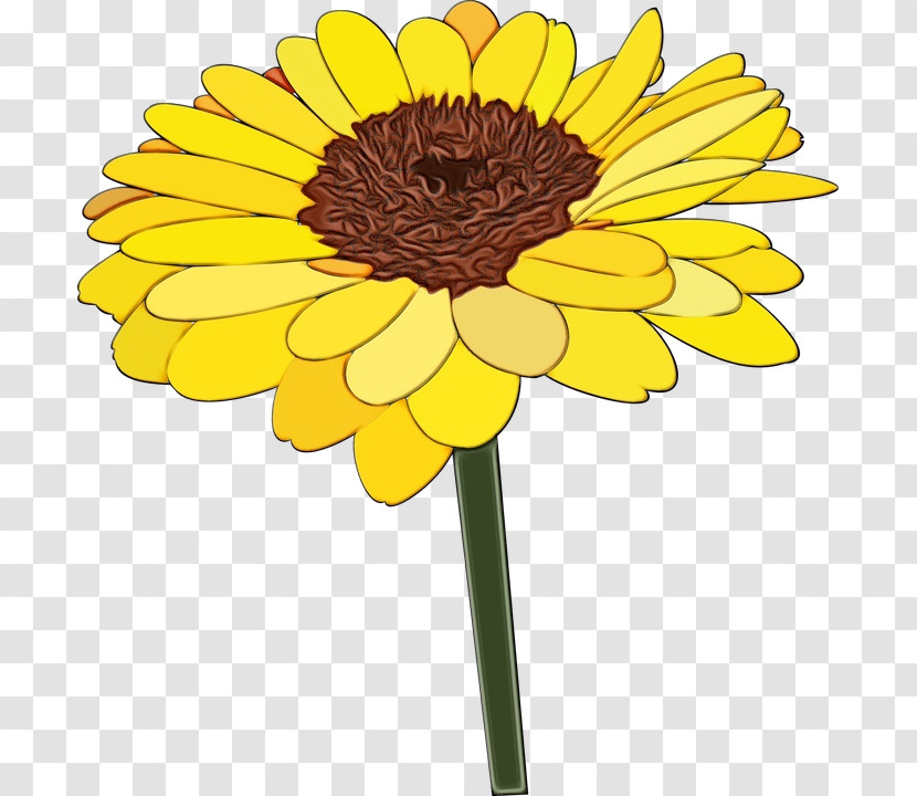 Common Sunflower Chrysanthemum Transvaal Daisy Flower Marigold Transparent PNG