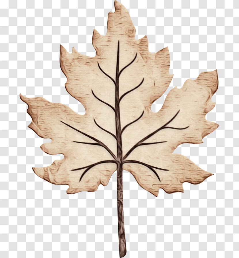 Maple Leaf - Planetree Family Flower Transparent PNG