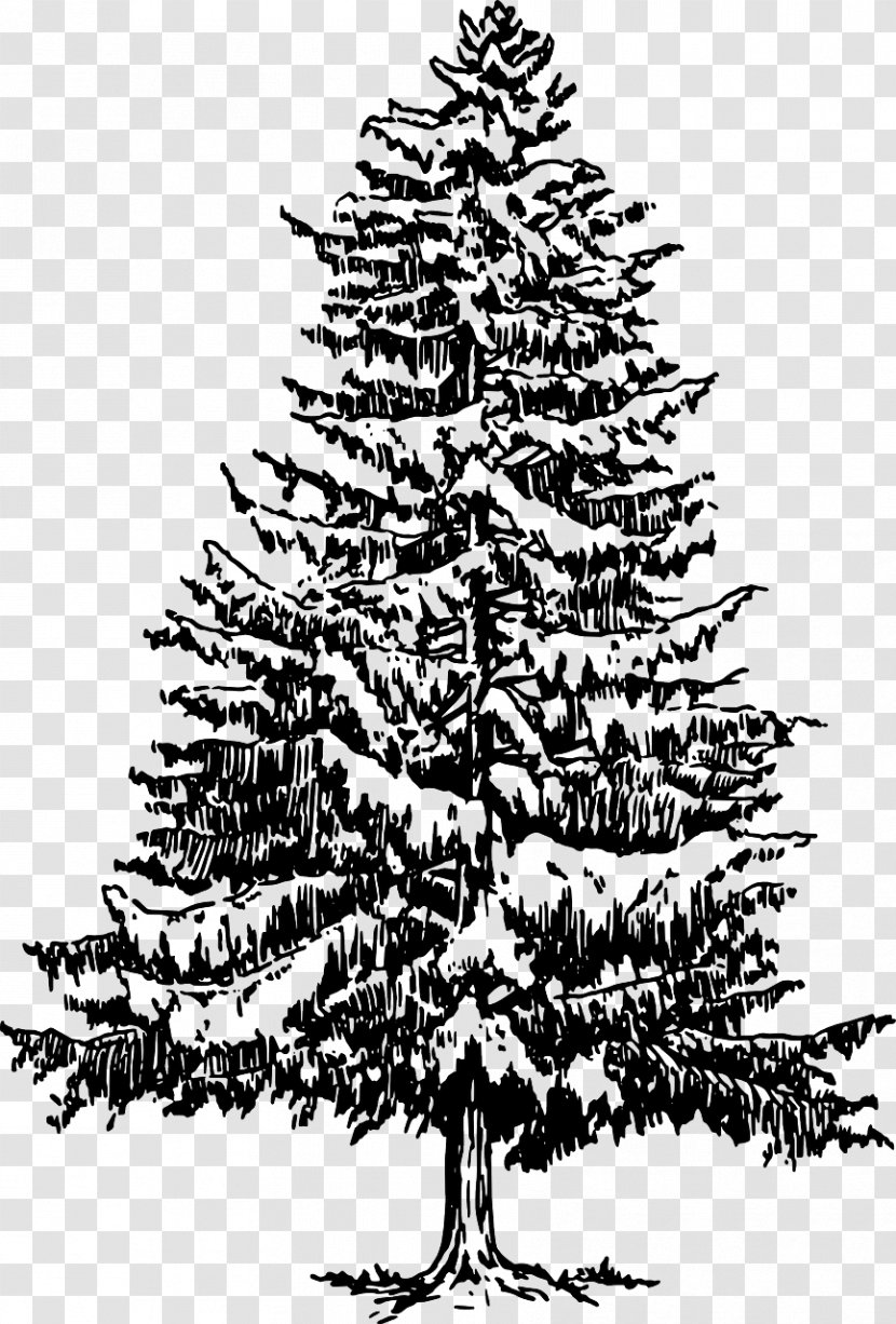 Eastern White Pine Tree Drawing Clip Art - Fir Transparent PNG