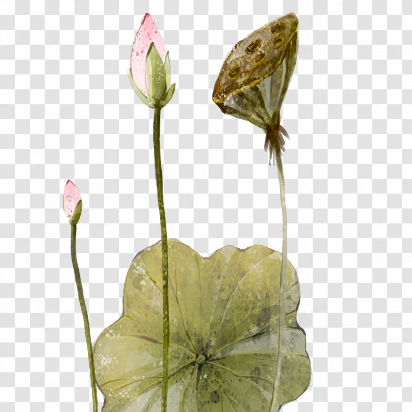 Gongbi Nelumbo Nucifera - Meticulous Hand-painted Chinese Style Lotus Transparent PNG