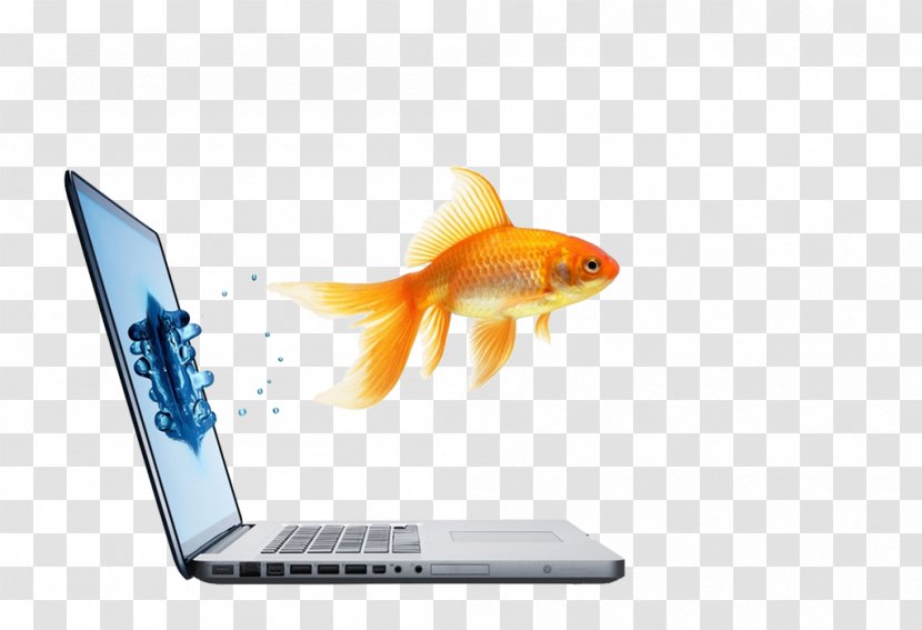 Viešbutis „Verslo Klasė“ Goldfish Advertising Responsive Web Design Business - Organization Transparent PNG