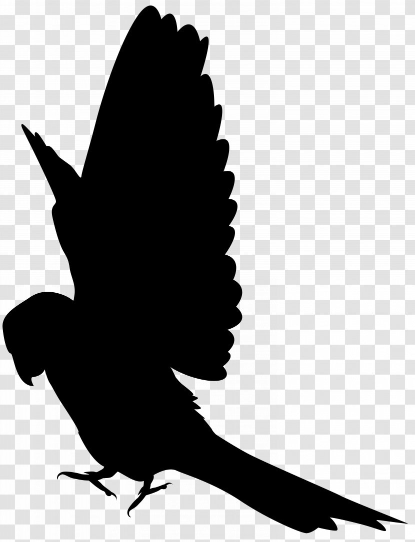 Parrot Silhouette Clip Art - Black And White - Image Transparent PNG