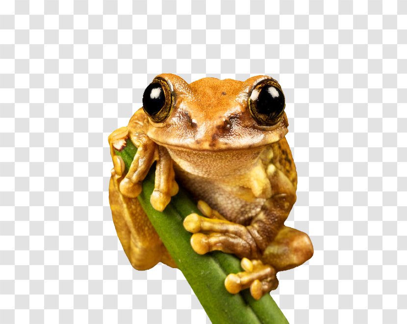 Environment And Sustainability: A Policy Handbook Sustainability Policy: Creation, Implementation, Evaluation Animal Frog Natural - Photography - Khaki Transparent PNG