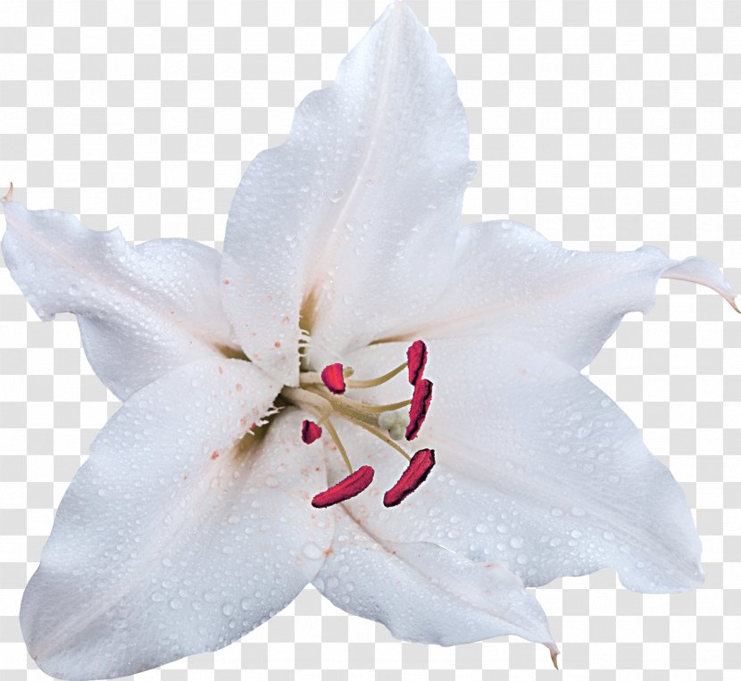 Cut Flowers Madonna Lily White Petal - Flower Transparent PNG