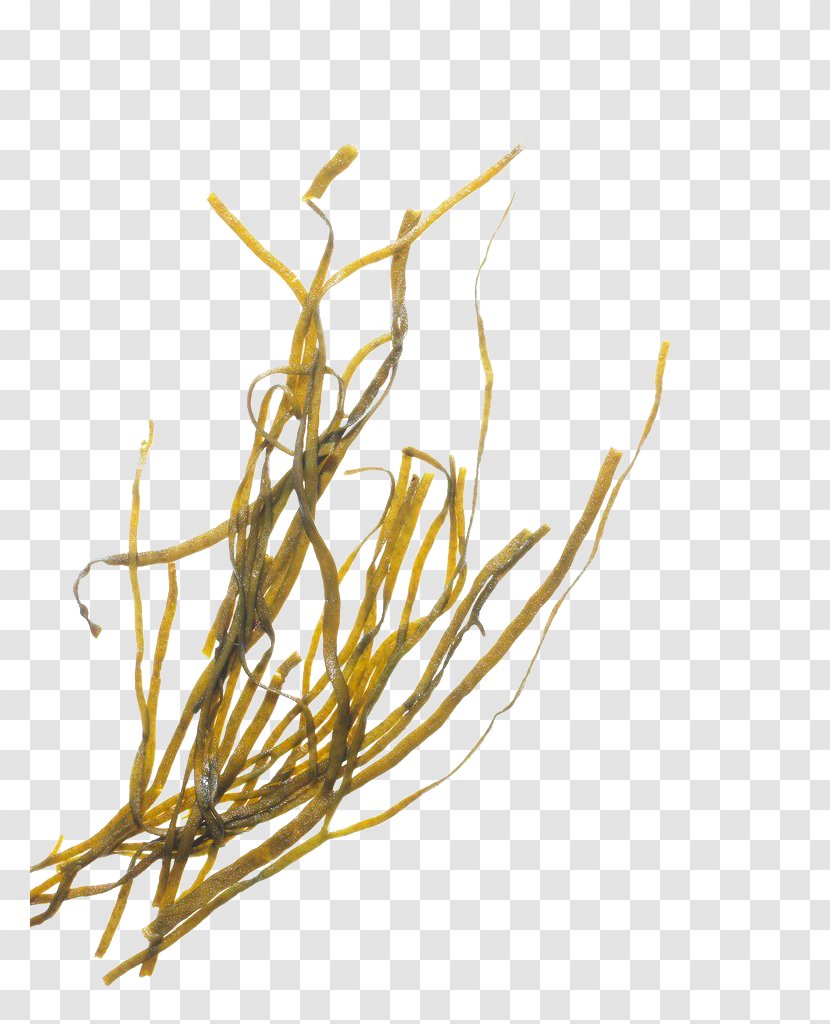 Seaweed Algae - Branch - Yellow Transparent PNG