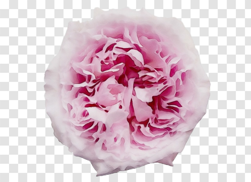 Garden Roses Transparent PNG