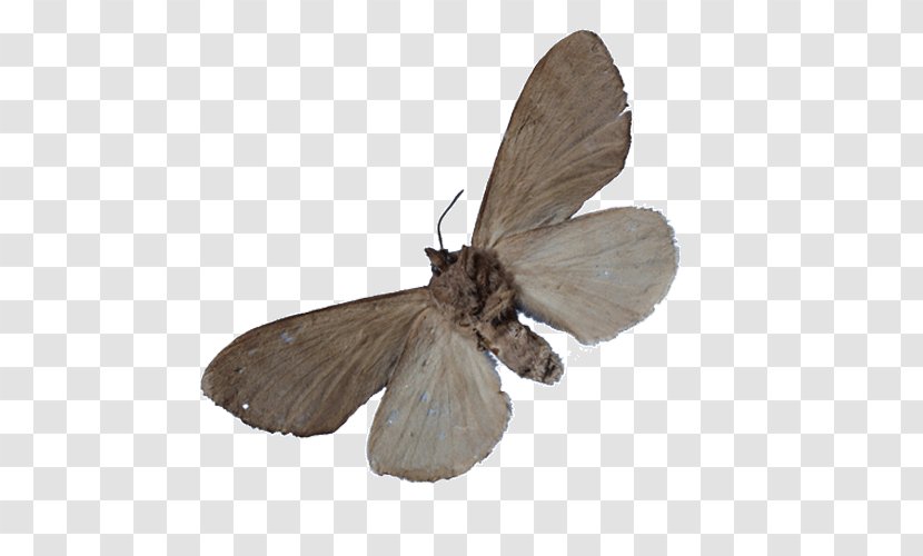 Silkworm Butterfly Moth Insect Pheromone - Turnip Transparent PNG