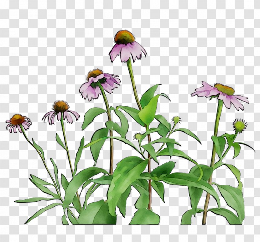 Cut Flowers Plant Stem Purple Annual Violet - Daisy Family Transparent PNG