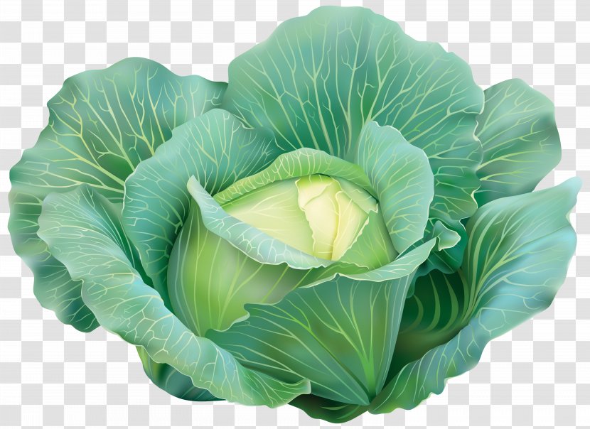 Cabbage Vegetable Clip Art - Cut Flowers - Clipart Image Transparent PNG