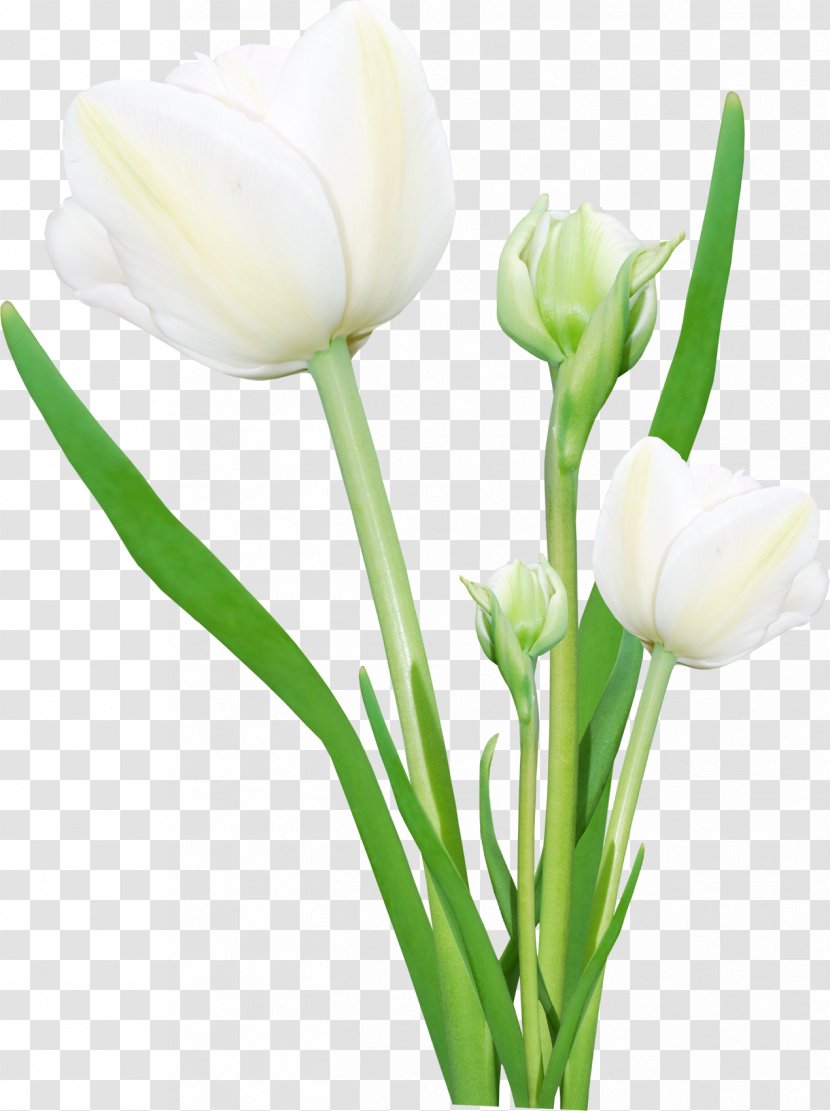 Flower Bouquet Digital Image Display Resolution - Tulip Transparent PNG