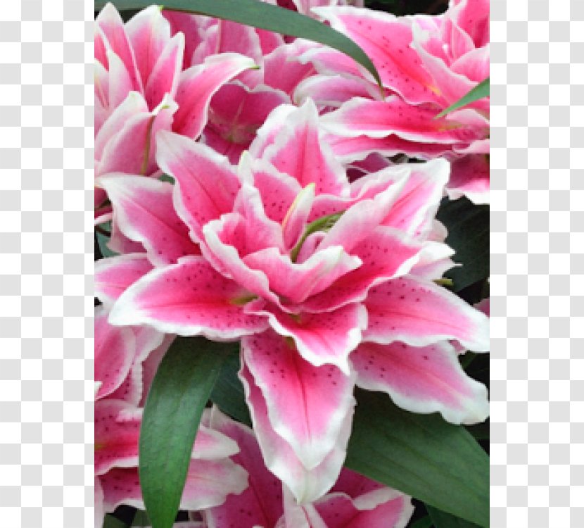 Yurine Lilium Bulb Cut Flowers Garden - Daffodil Transparent PNG