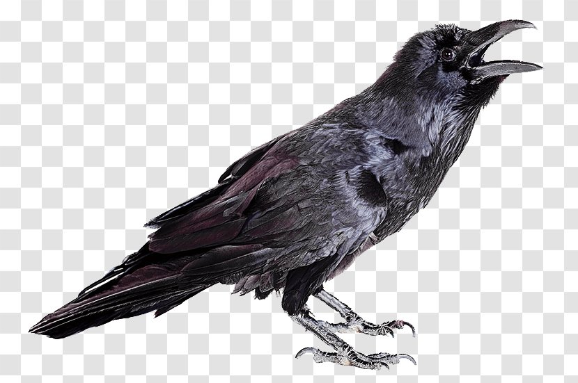 Rook Hooded Crow Common Raven Carrion Bird - Family Transparent PNG