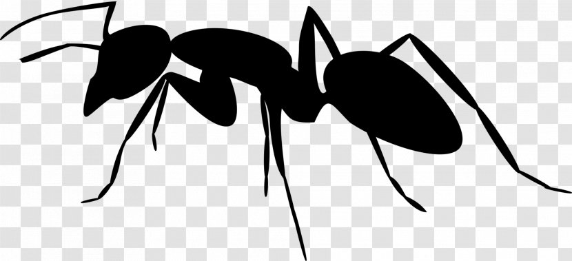 Ant Clip Art Silhouette Insect - Invertebrate - Fly Transparent PNG