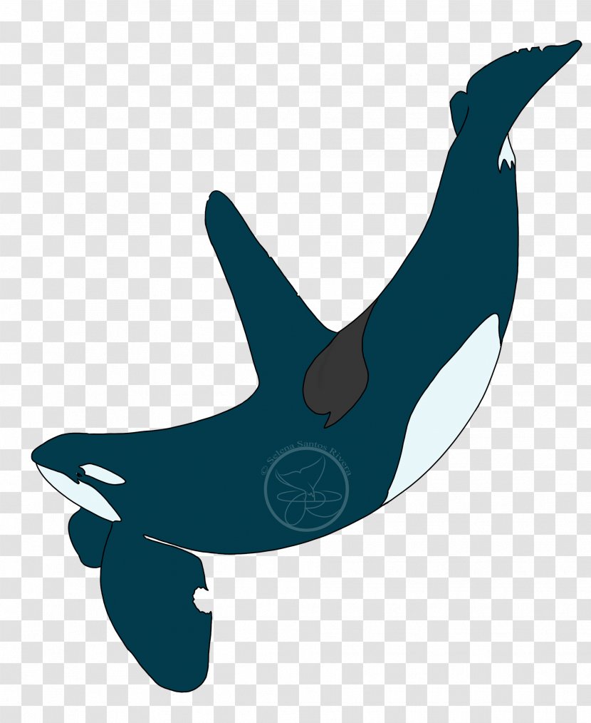 Common Bottlenose Dolphin Killer Whale Clip Art Marine Biology - Whales Transparent PNG