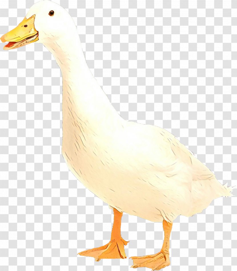 Duck Goose Mulard Fauna Beak - Waterfowl Transparent PNG