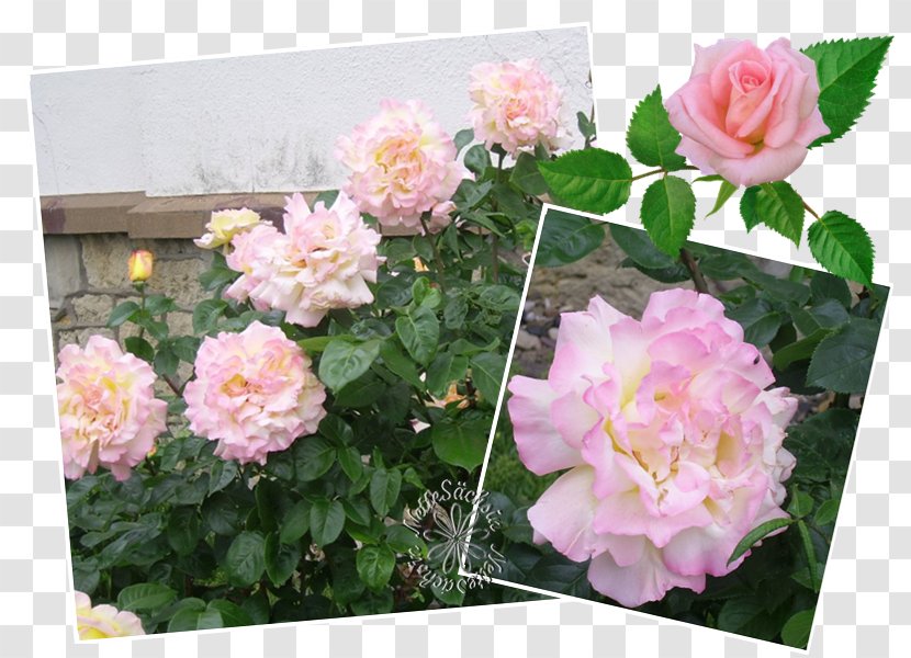 Floribunda Garden Roses Cabbage Rose Memorial Floristry - Flower Transparent PNG