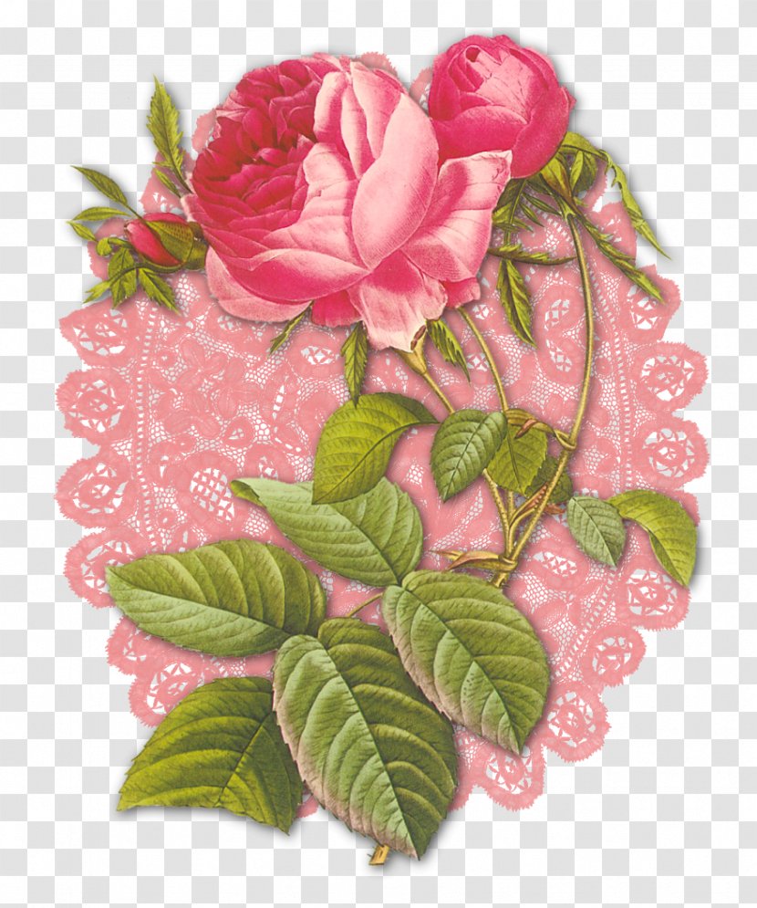 Garden Roses Cabbage Rose Floribunda Cut Flowers - Pink - Flower Transparent PNG