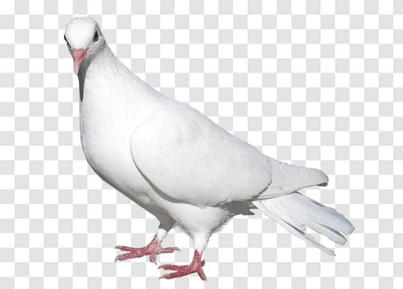 Domestic Pigeon Columbidae Bird Release Dove - Neck Transparent PNG