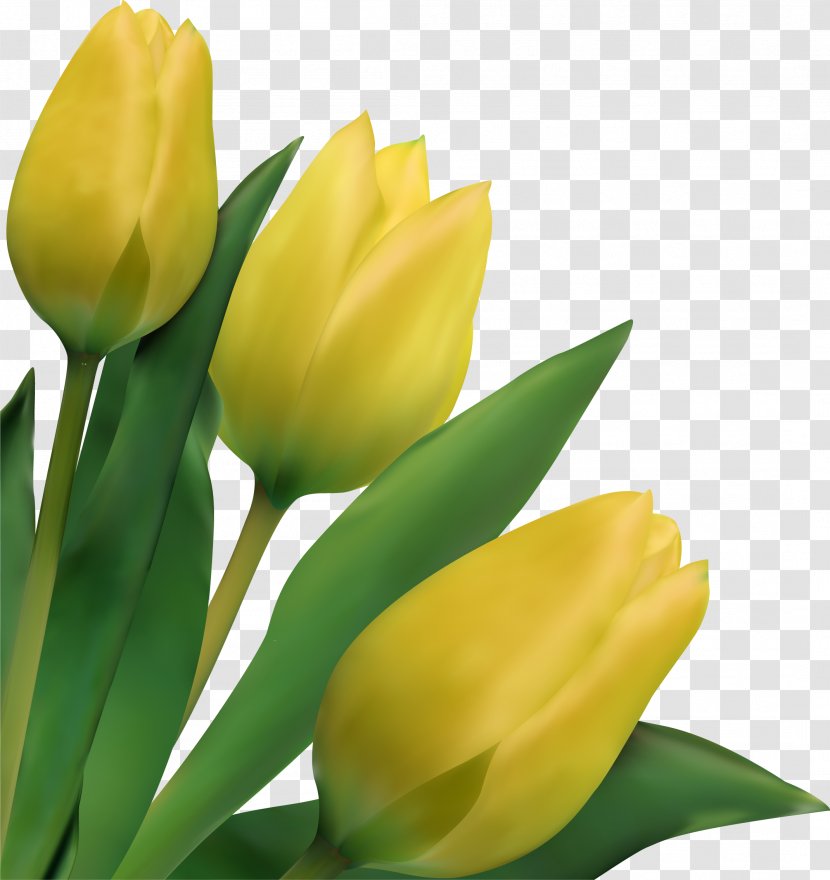 Indira Gandhi Memorial Tulip Garden Flower Drawing Transparent PNG