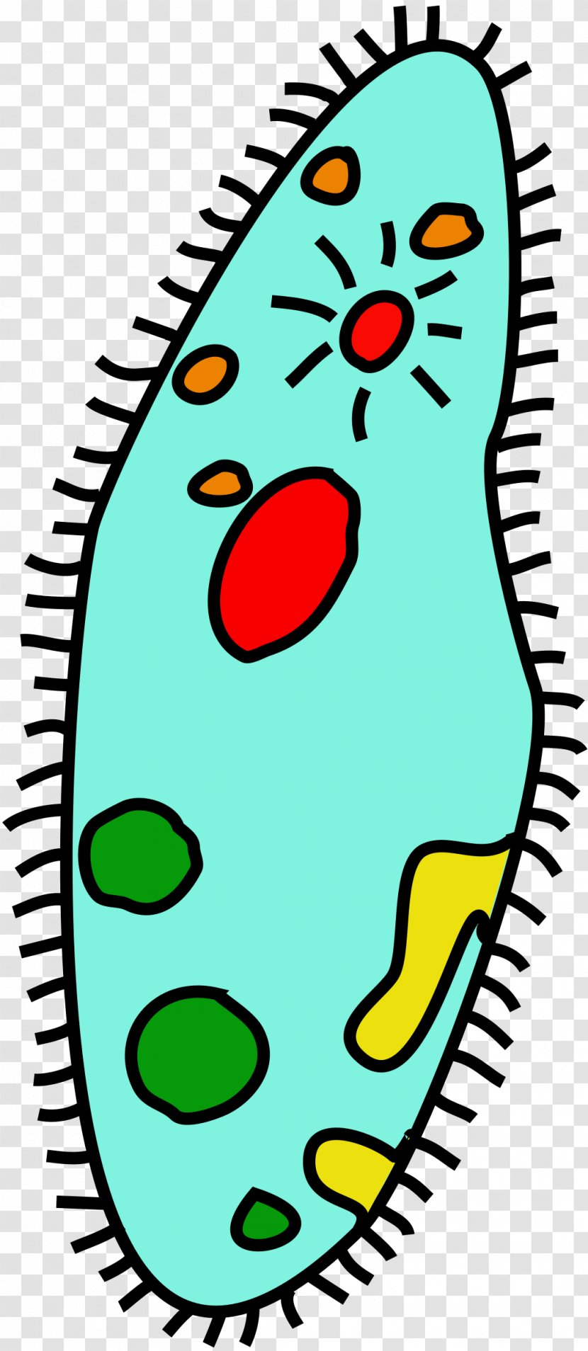 Unicellular Organism Microorganism Clip Art - Amoeba Transparent PNG