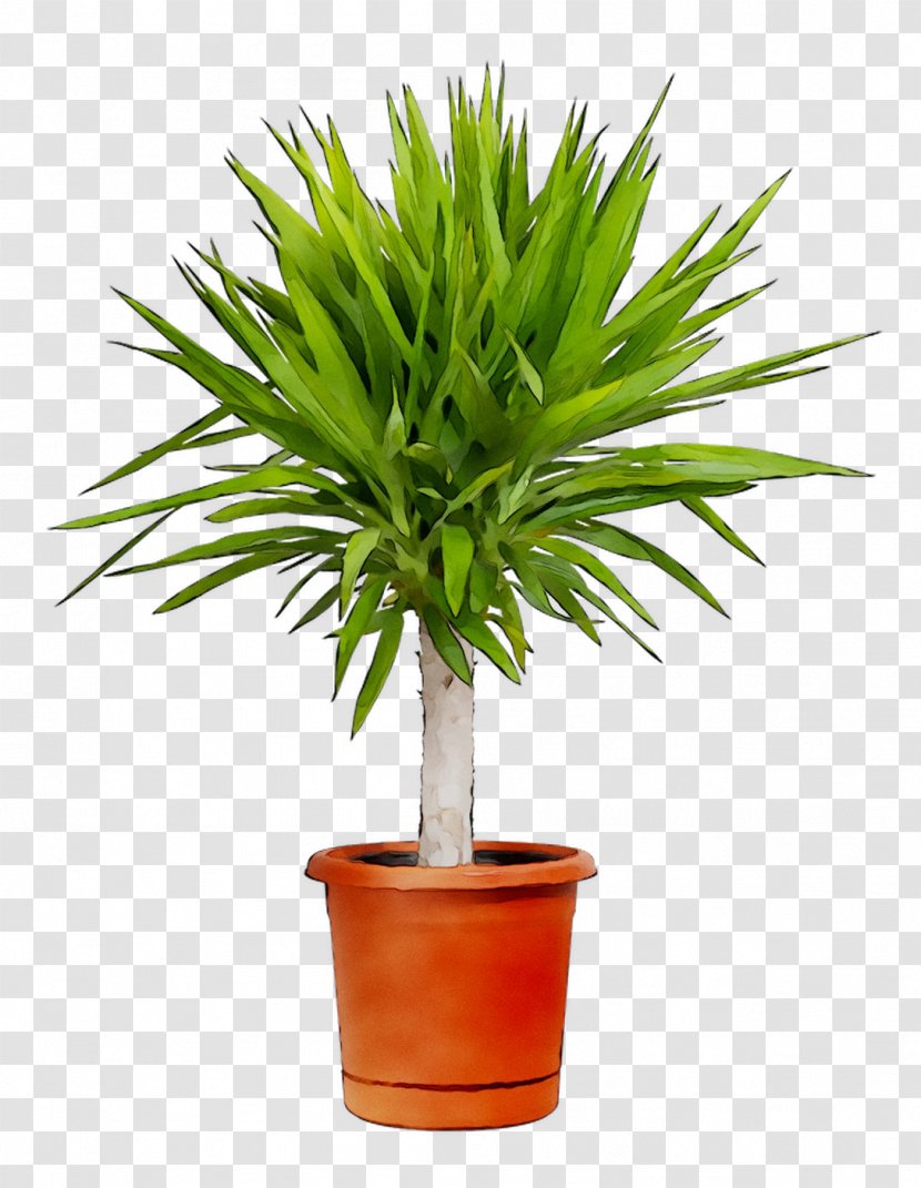 Palm Trees Chamaerops Humilis Houseplant Areca Plantas De Interior Resistentes - Flower Transparent PNG