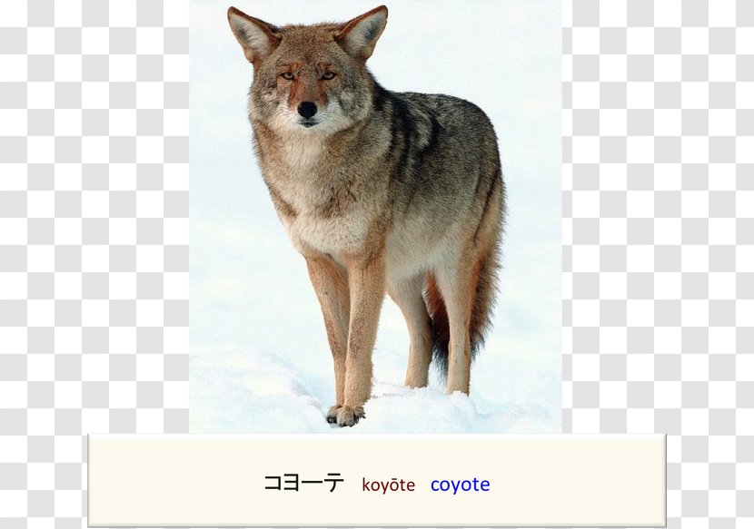 Coyote Cougar Dog Red Fox Mule Deer - Vulpini Transparent PNG