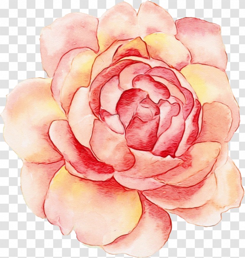 Rose - Paint - Family Camellia Transparent PNG