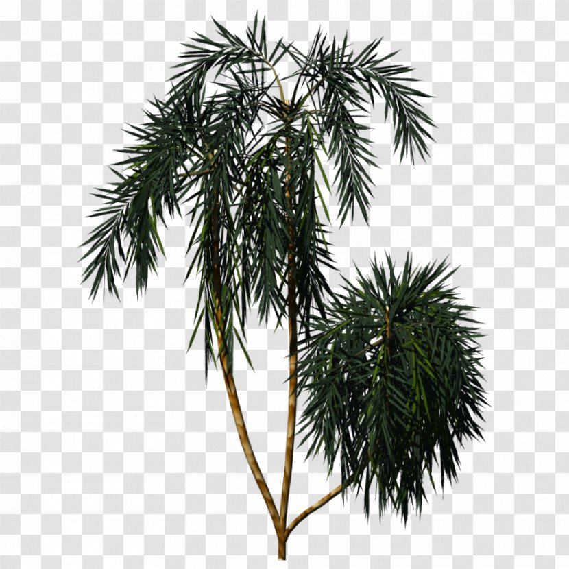 Asian Palmyra Palm Image Vascular Plant Plants Pine - Tree Transparent PNG