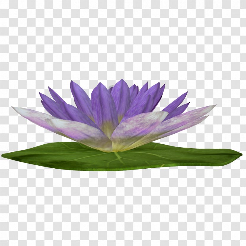 Purple Nelumbo Nucifera Clip Art - Google Images - Lotus Transparent PNG
