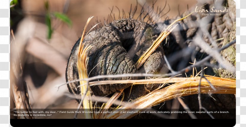 Fauna Close-up Wildlife - Closeup - Kruger National Park Transparent PNG