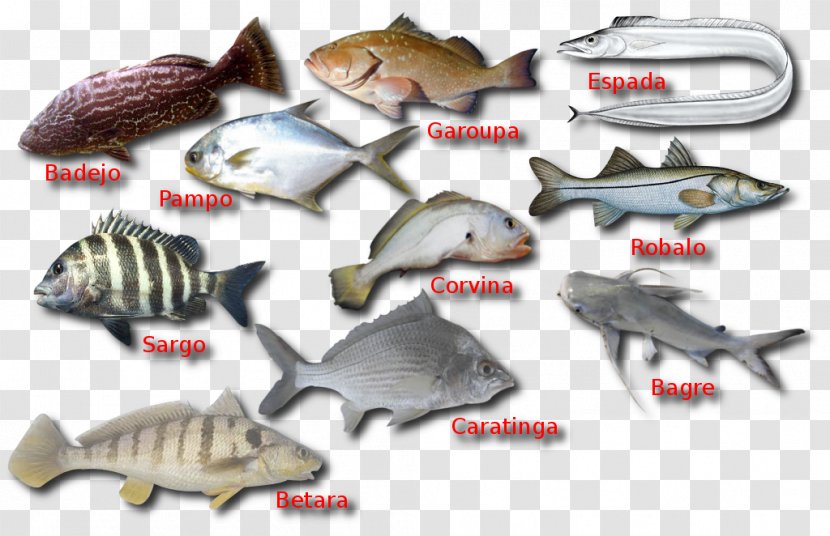Fish Products Plastic Marine Biology Fauna Transparent PNG