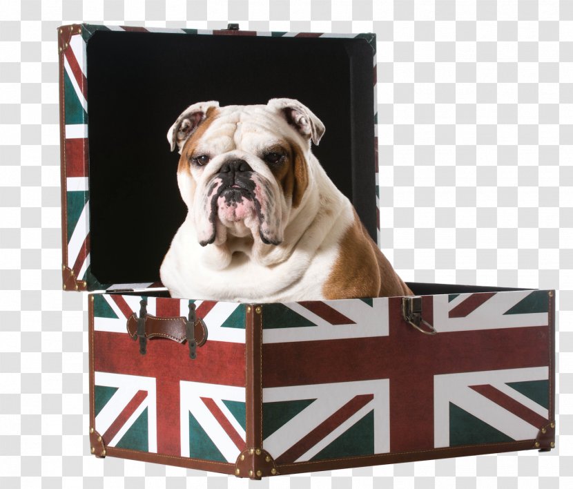 Bulldog Stock Photography Puppy United Kingdom - English Transparent PNG