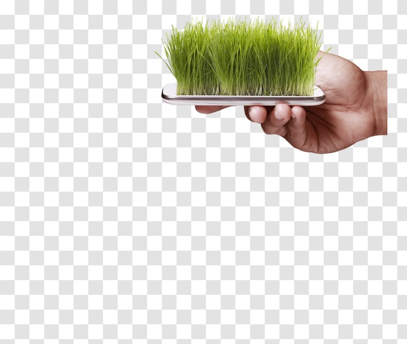Grasses - Plant - Design Transparent PNG