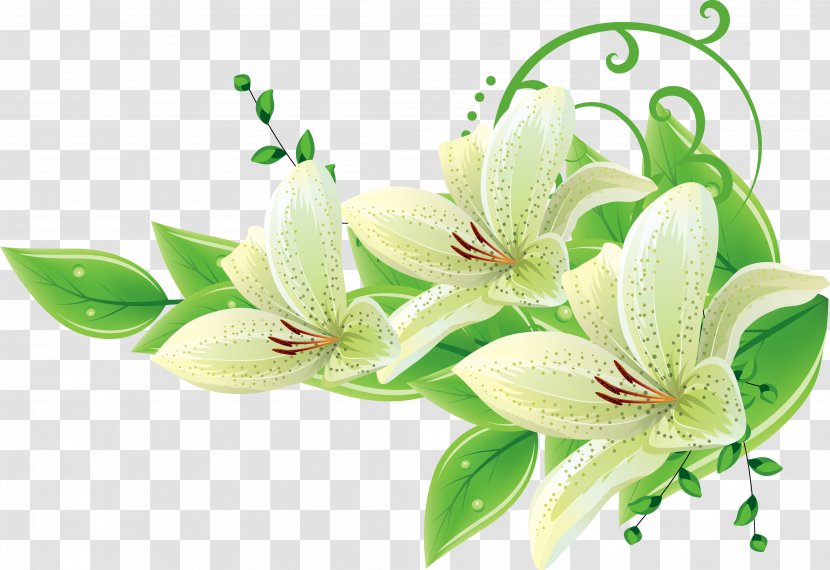 Flower - Floral Design - Flowering Plant Transparent PNG