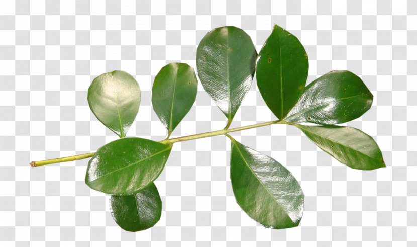 Leaf .de Clip Art - Plant Stem - Leaves Transparent PNG