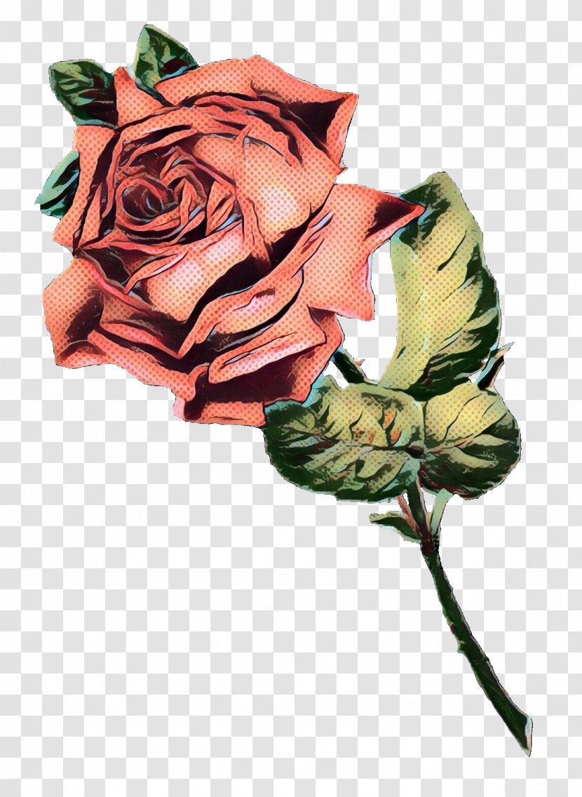 Garden Roses - Flowering Plant - Rose Order Transparent PNG