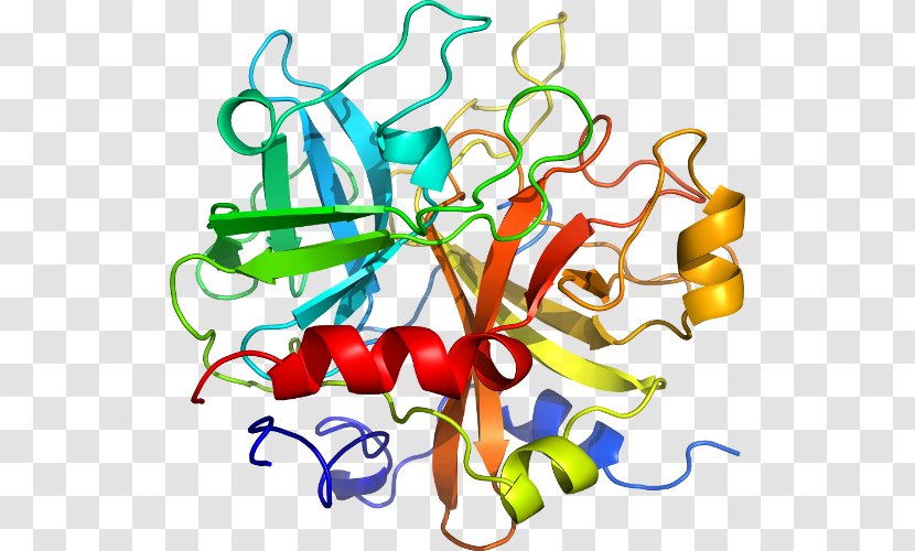 Interleukin-1 Family Interleukin 1 Receptor, Type I IL1B - Transmembrane Protein - Food Transparent PNG