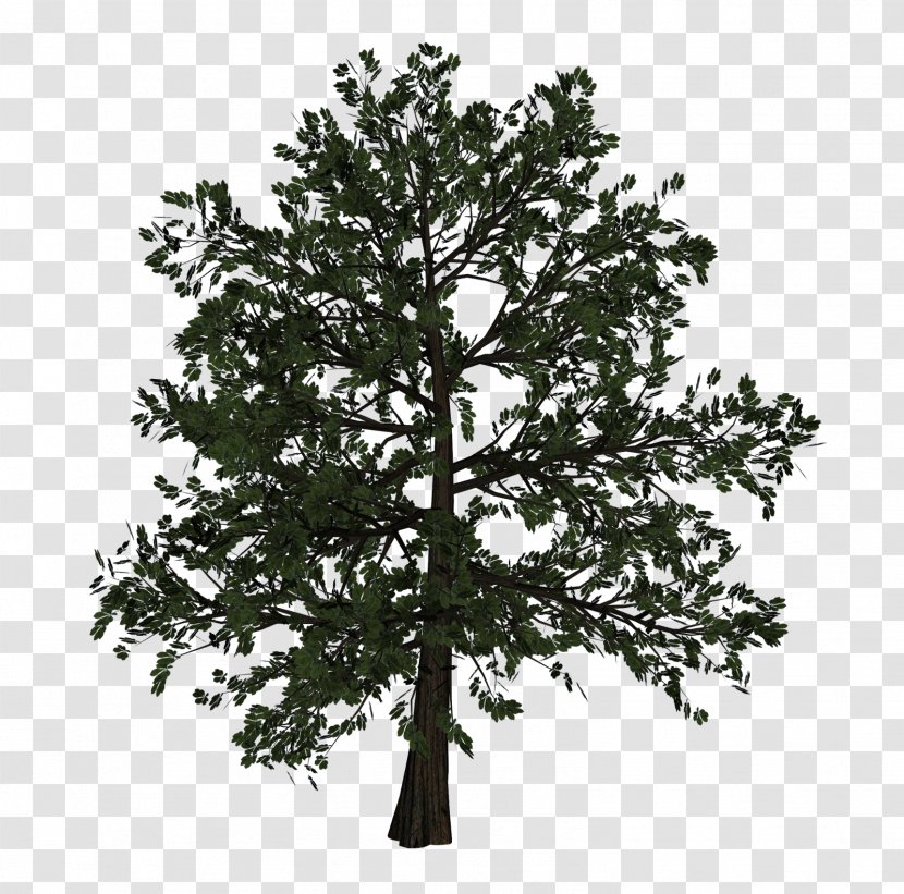 Tree Woody Plant Branch - Pine Family Transparent PNG