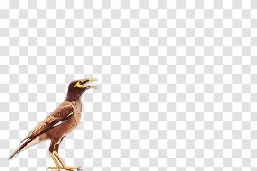 Bird Beak Acridotheres Common Myna - Falconiformes - Perching Wildlife Transparent PNG