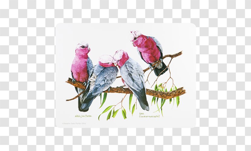 Bird Place Mats Australia Coasters Crimson Rosella - Flowering Plant Transparent PNG