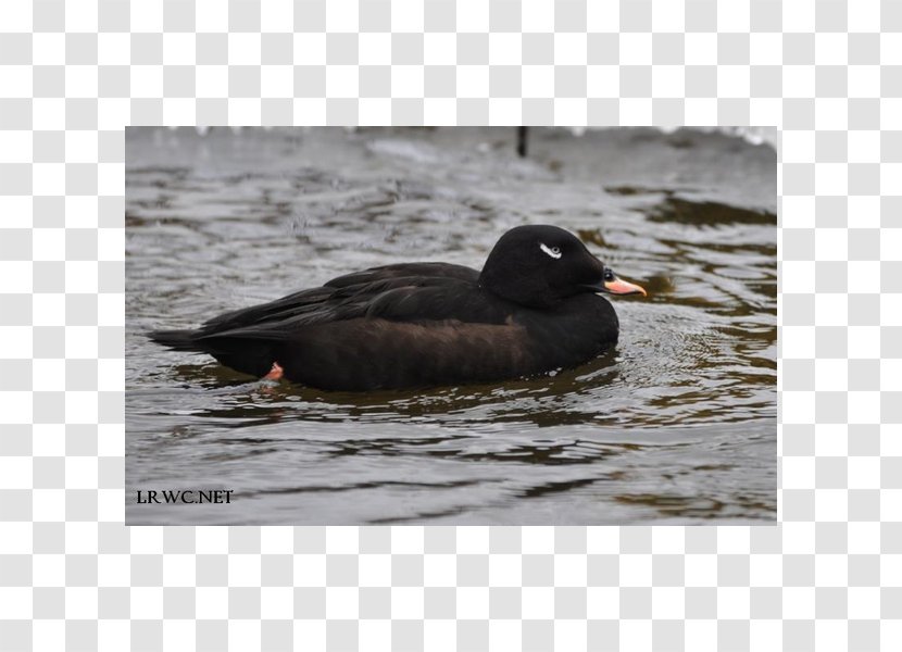 Mallard Anseriformes Duck Mergus White-winged Scoter - Ducks Geese And Swans Transparent PNG