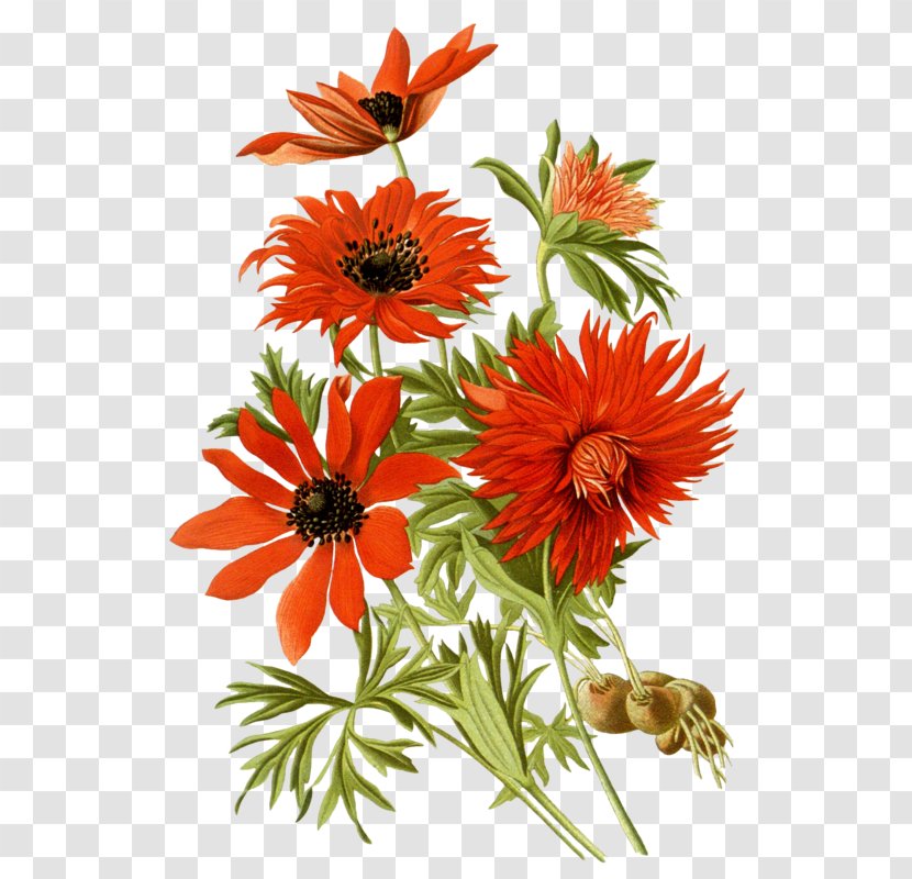 Favorite Flowers Of Garden And Greenhouse - Floristry - Botanical Illustration Botany DrawingA Handful Chrysanthemum Transparent PNG