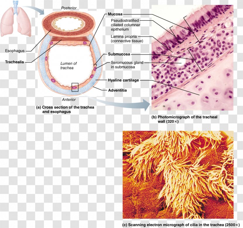 Respiratory System Trachea Anatomy Function Physiology - Flower - Nose Transparent PNG