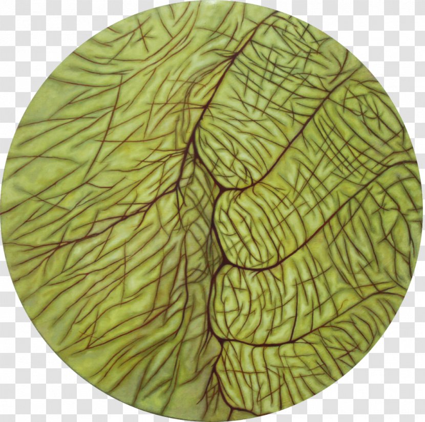 Leaf Tree - Organism - Small Painter Transparent PNG
