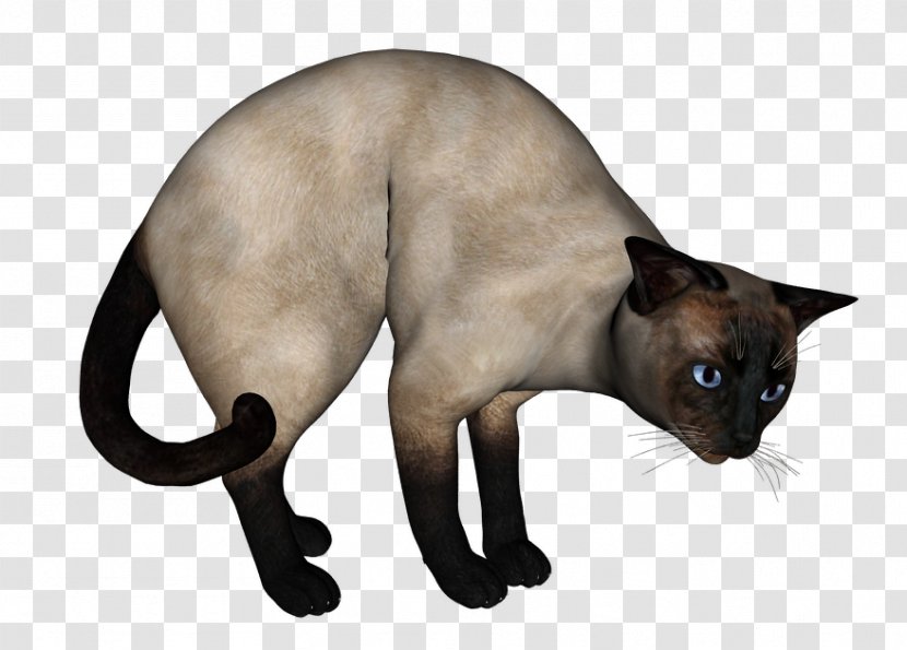 Siamese Cat Tonkinese Domestic Short-haired Whiskers - Short Haired - White Transparent PNG