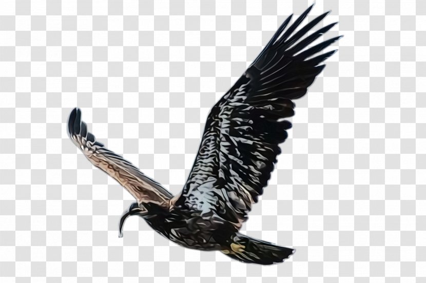 Bird Of Prey Eagle Golden Kite - Claw Wing Transparent PNG