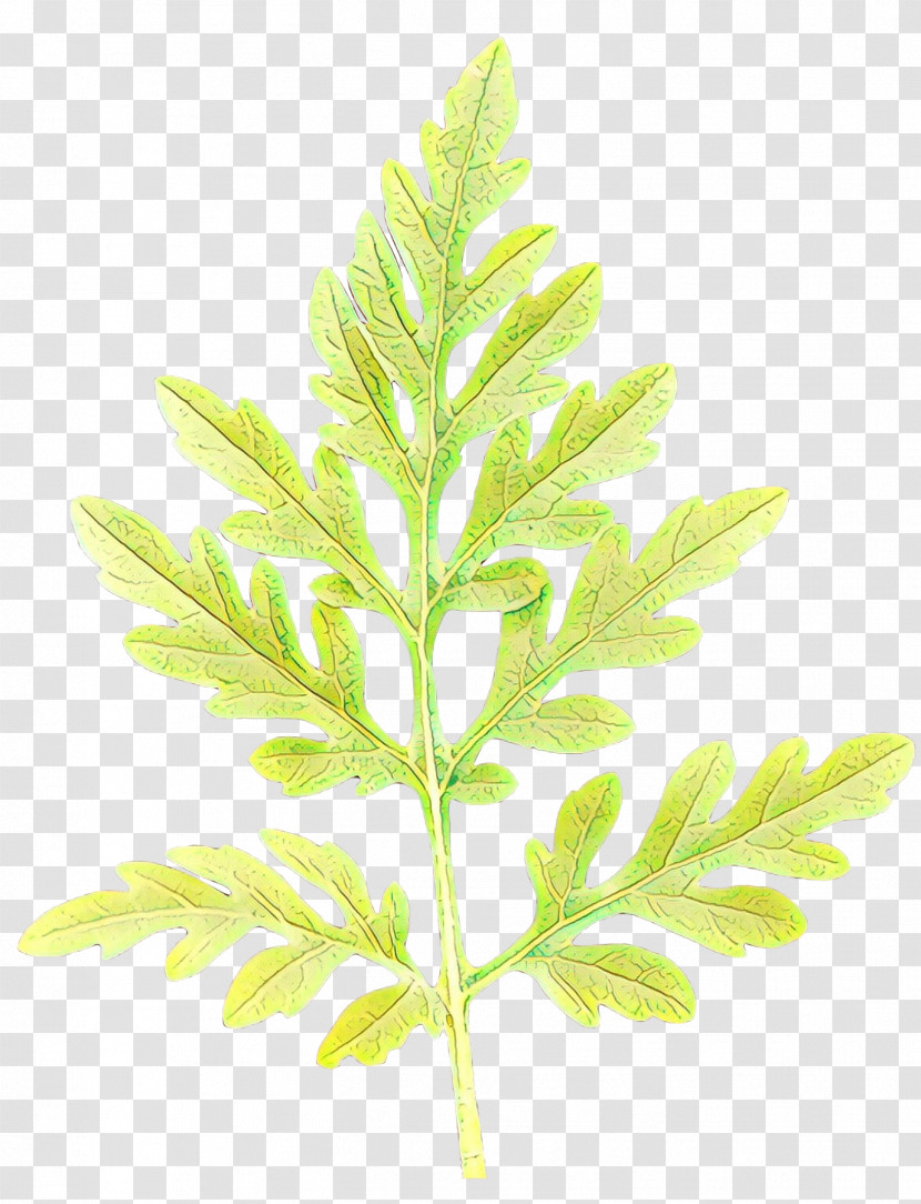 Leaf Plant Tree Flower Terrestrial Plant Transparent PNG