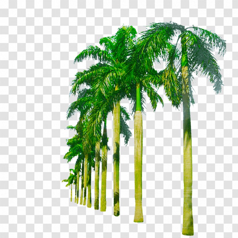 Nearly Natural 5259 Paradise Artificial Palm Trees Plants Hammock Between Adonidia - Flowerpot - Tree Transparent PNG
